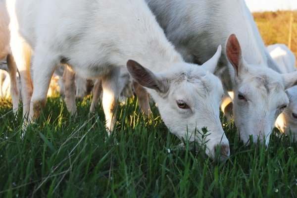 Зааненські кози: опис породи, фото, утримання, годування та особливості розведення Зааненські кози: опис породи, фото, утримання, годування та особливості розведення