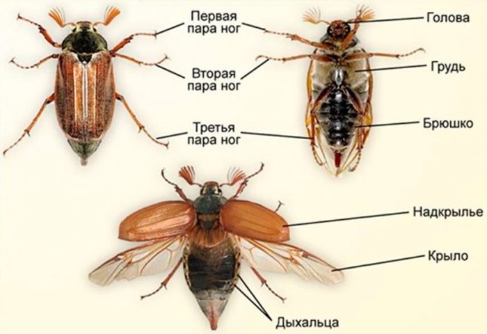 Травневий жук (хрущ): як позбутися, препарати, народні засоби