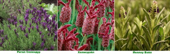 Лаванда: посадка і догляд у відкритому грунті, вирощування з насіння
