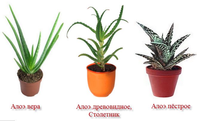 Алое: догляд в домашніх умовах, пересадка і розмноження, види
