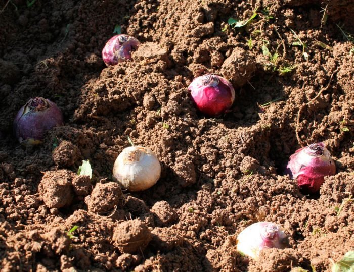 Гіацинти: посадка і догляд у відкритому грунті, вирощування в саду, види