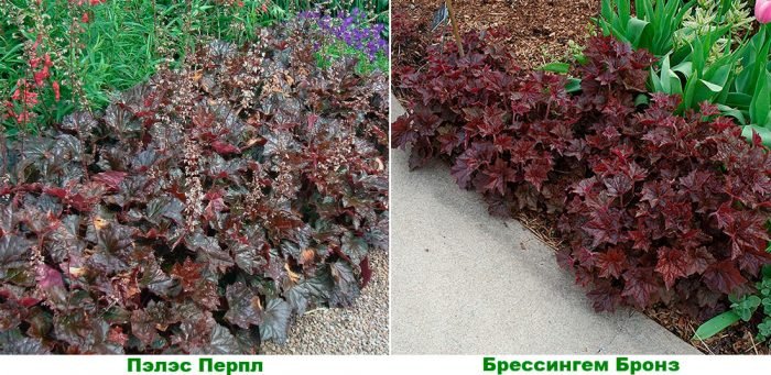 Гейхера: посадка і догляд у відкритому грунті, види і сорти