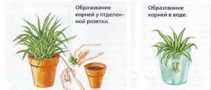Хлорофітум: догляд в домашніх умовах, пересадка і розмноження