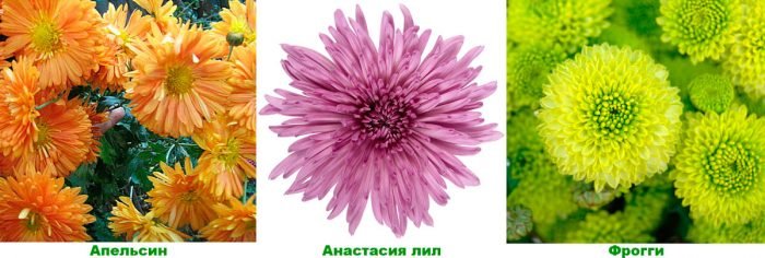 Хризантема садова: посадка і догляд у відкритому грунті, вирощування з насіння