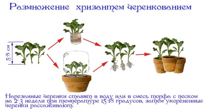 Домашня хризантема: правильний догляд, пересадка і розмноження