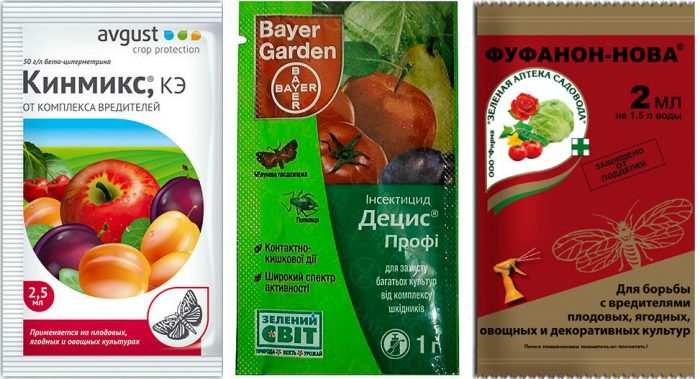 Довгоносик: як позбутися в городі на полуницях, в квартирі, народні засоби