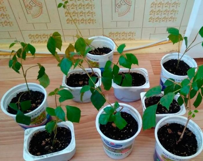 Циссус: догляд в домашніх умовах, розмноження і пересадка, види