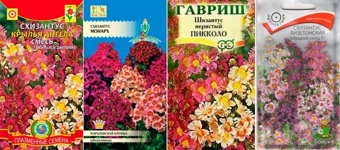 Схизантус: посадка і догляд у відкритому грунті, вирощування з насіння