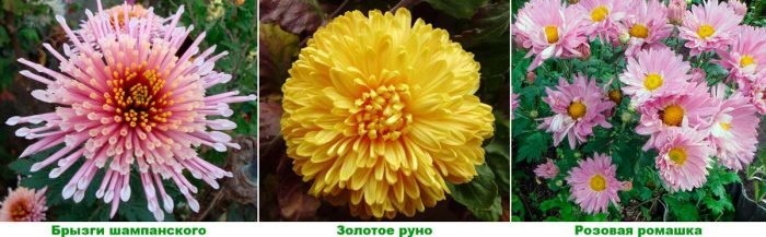 Хризантема садова: посадка і догляд у відкритому грунті, вирощування з насіння