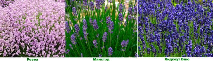 Лаванда: посадка і догляд у відкритому грунті, вирощування з насіння