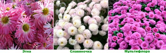 Хризантема садова: посадка і догляд у відкритому грунті, вирощування з насіння