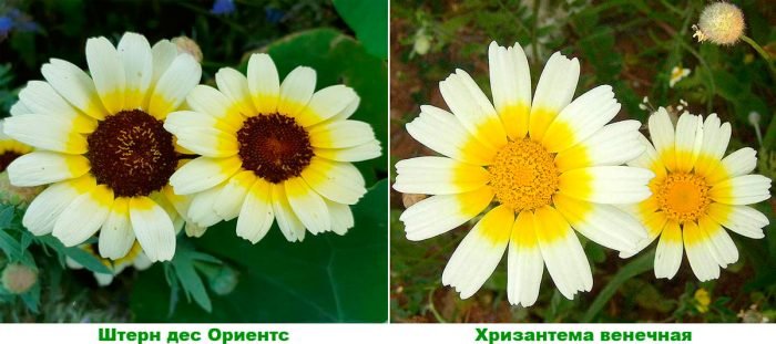 Хризантема садова: посадка і догляд у відкритому грунті, вирощування з насіння