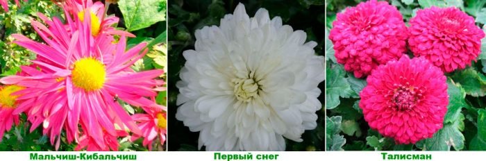 Домашня хризантема: правильний догляд, пересадка і розмноження