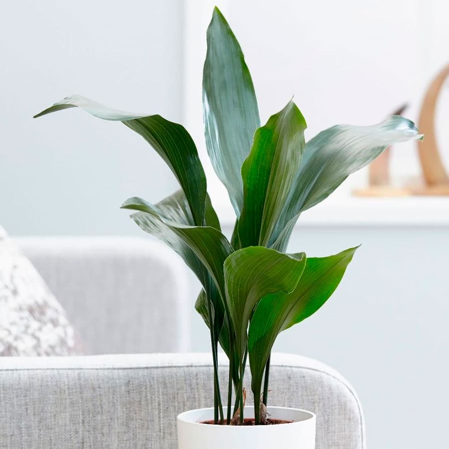 11 кімнатних рослин за якими найпростіше доглядати 11 кімнатних рослин за якими найпростіше доглядати