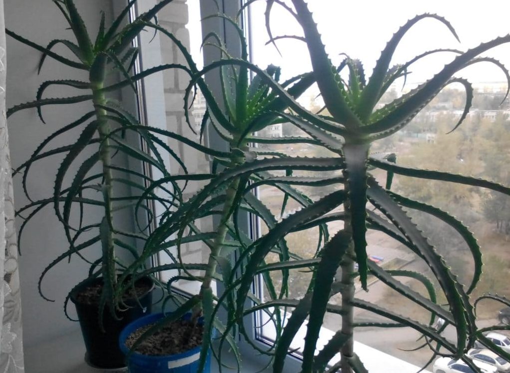 11 кімнатних рослин за якими найпростіше доглядати 11 кімнатних рослин за якими найпростіше доглядати