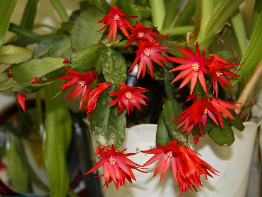 Які кімнатні рослини цвітуть 8 приголомшливих видів Які кімнатні рослини цвітуть 8 приголомшливих видів