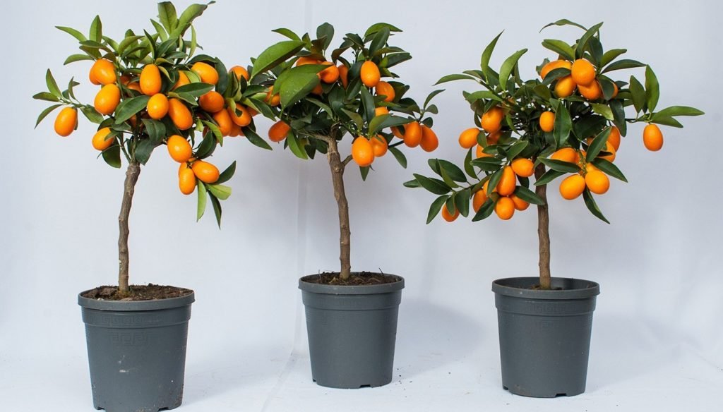 Сохнуть кімнатні рослини. Чому це відбувається і що потрібно робити