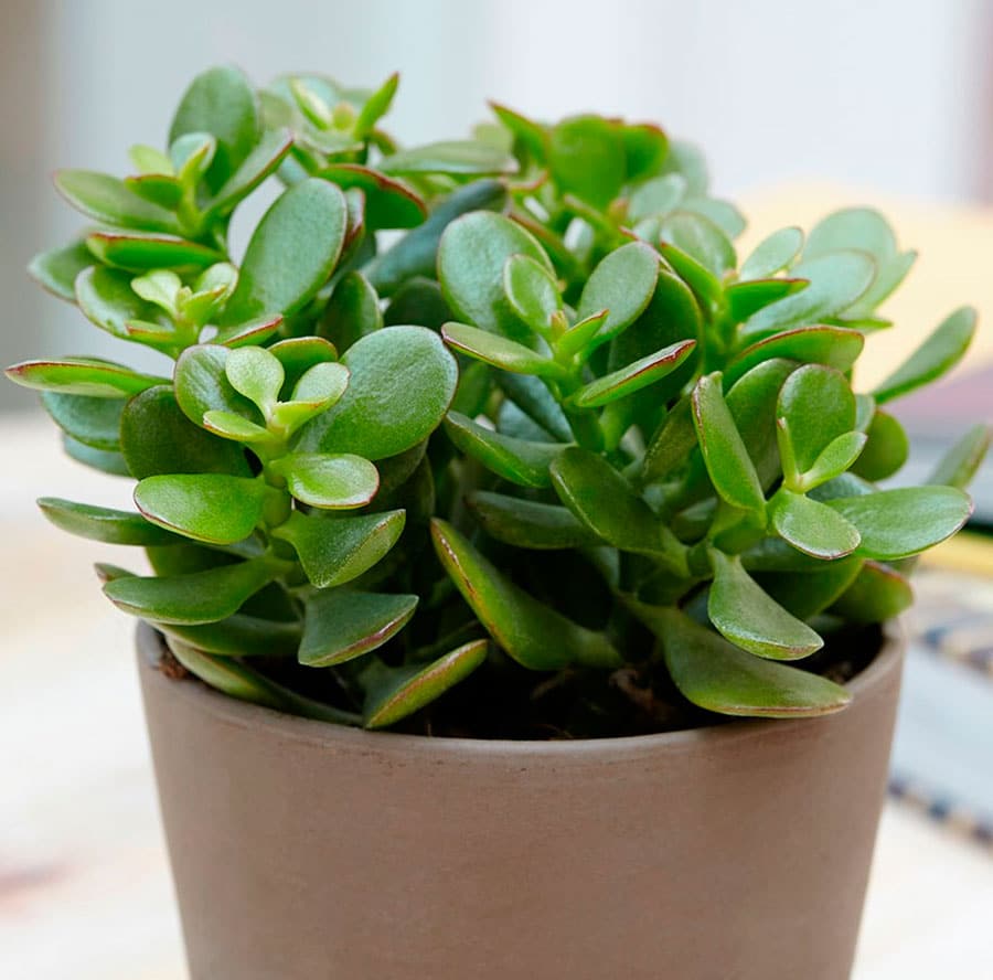 11 кімнатних рослин за якими найпростіше доглядати 11 кімнатних рослин за якими найпростіше доглядати