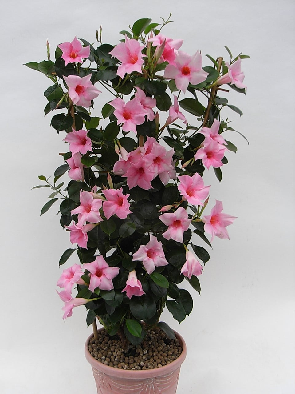 Які кімнатні рослини цвітуть 8 приголомшливих видів Які кімнатні рослини цвітуть 8 приголомшливих видів