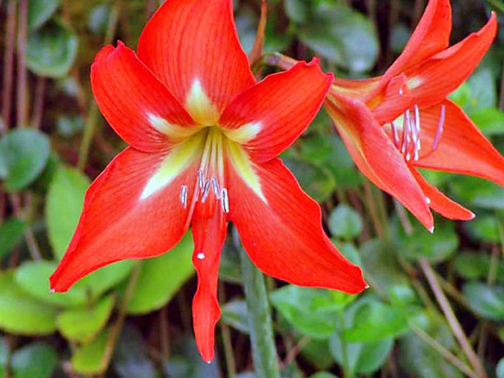 Які кімнатні рослини цвітуть 8 приголомшливих видів Які кімнатні рослини цвітуть 8 приголомшливих видів