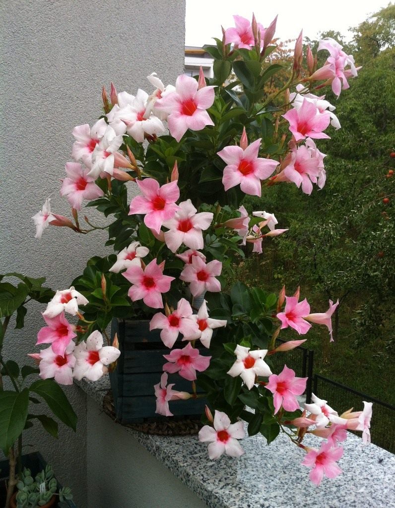 Які кімнатні рослини цвітуть 8 приголомшливих видів Які кімнатні рослини цвітуть 8 приголомшливих видів