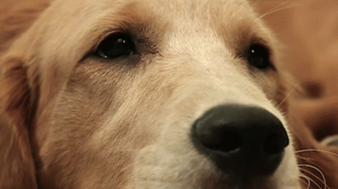 Що значить сон про собаку в крові — 28 точних тлумачень