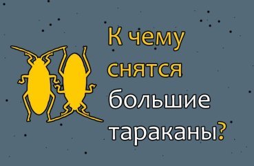Що означають великі таргани в сні — 37 значень
