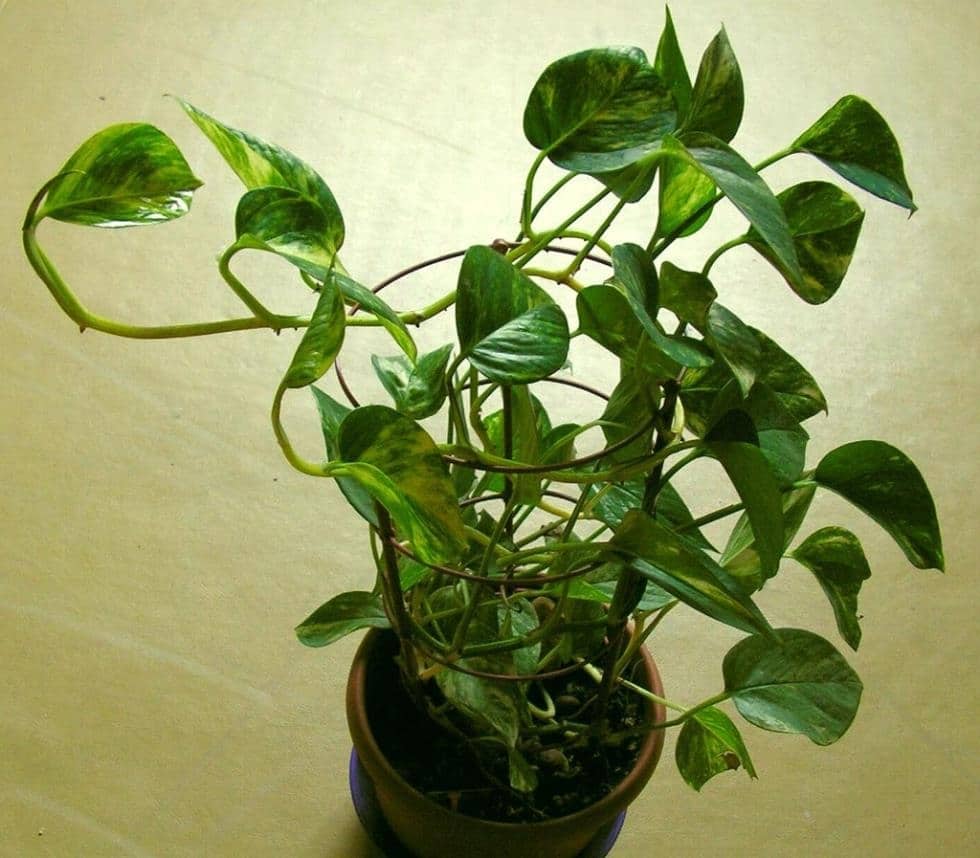 11 кімнатних рослин за якими найпростіше доглядати 11 кімнатних рослин за якими найпростіше доглядати