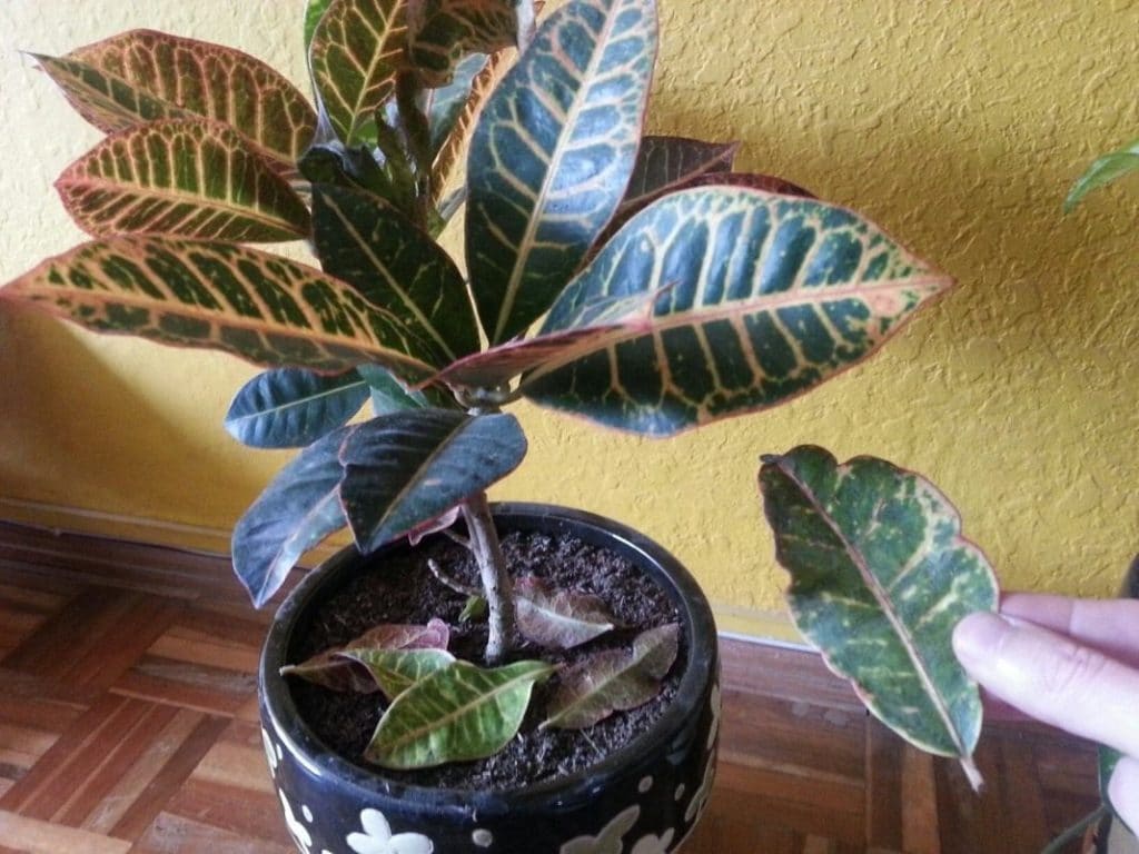 Сохнуть кімнатні рослини. Чому це відбувається і що потрібно робити