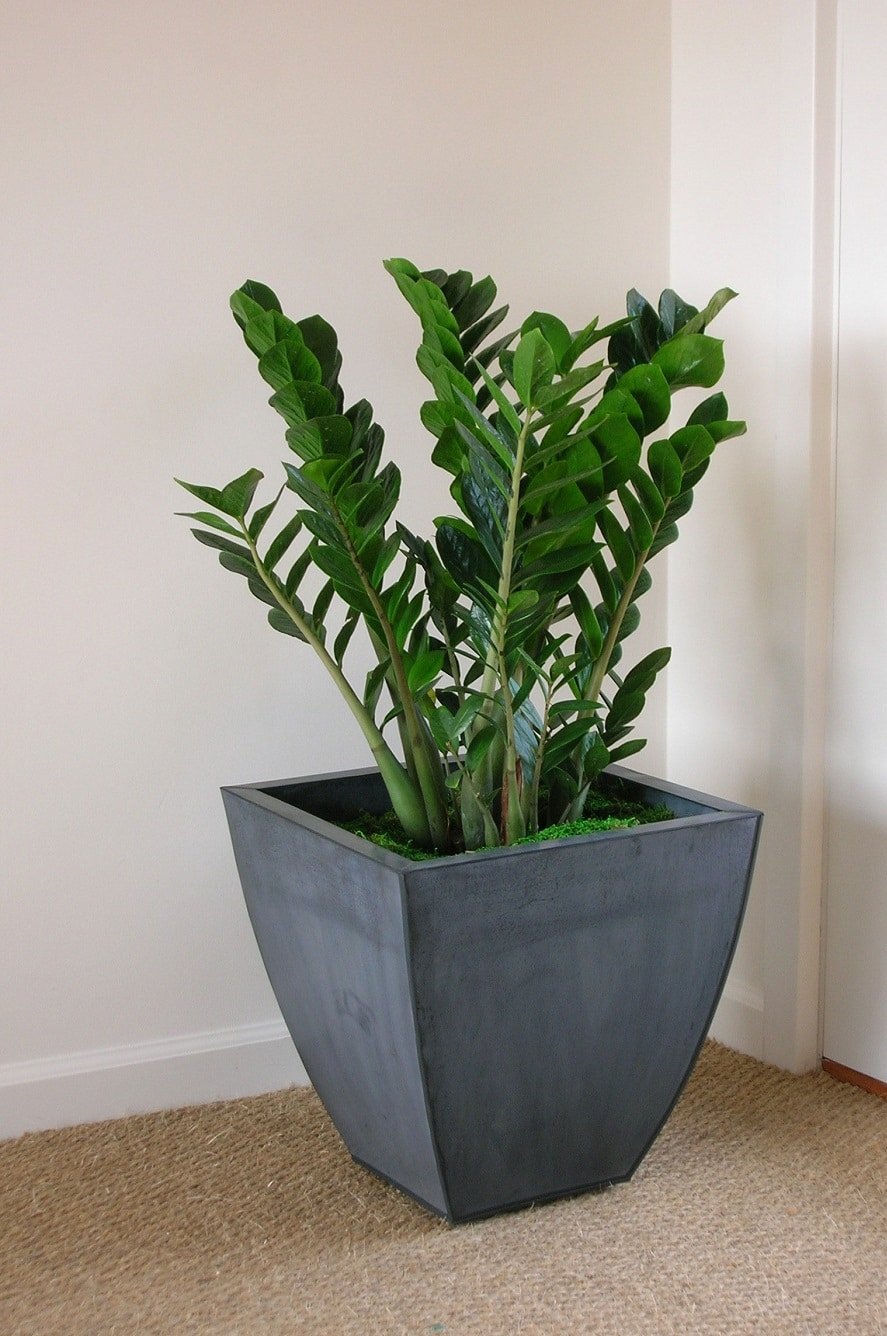 11 кімнатних рослин за якими найпростіше доглядати 11 кімнатних рослин за якими найпростіше доглядати