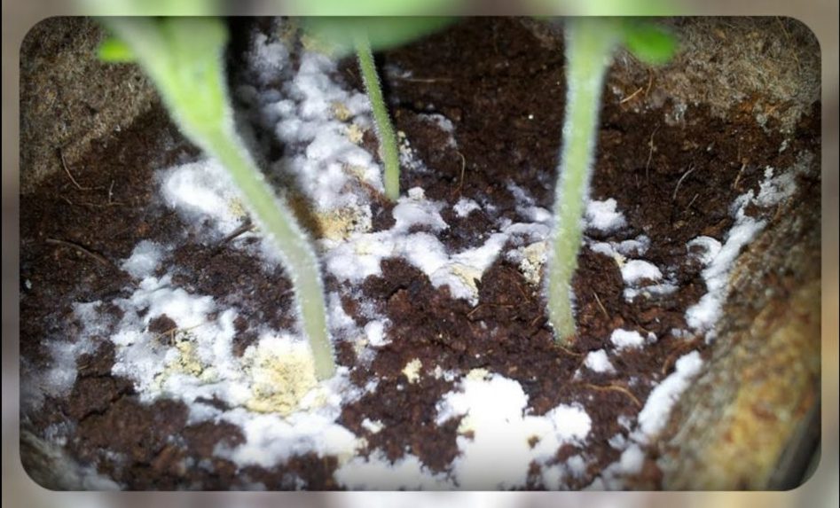 Сохнуть кімнатні рослини. Чому це відбувається і що потрібно робити