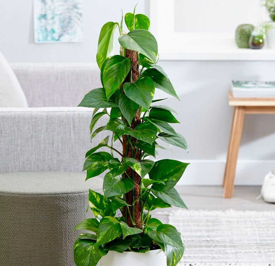 11 кімнатних рослин за якими найпростіше доглядати 11 кімнатних рослин за якими найпростіше доглядати