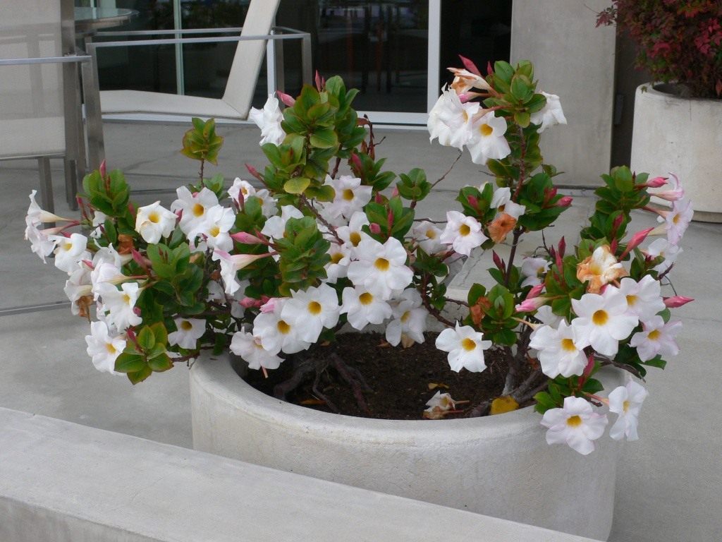 Які кімнатні рослини цвітуть 8 приголомшливих видів Які кімнатні рослини цвітуть 8 приголомшливих видів