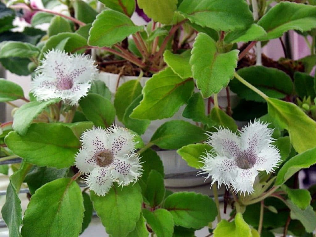 Які кімнатні рослини цвітуть 8 приголомшливих видів Які кімнатні рослини цвітуть 8 приголомшливих видів