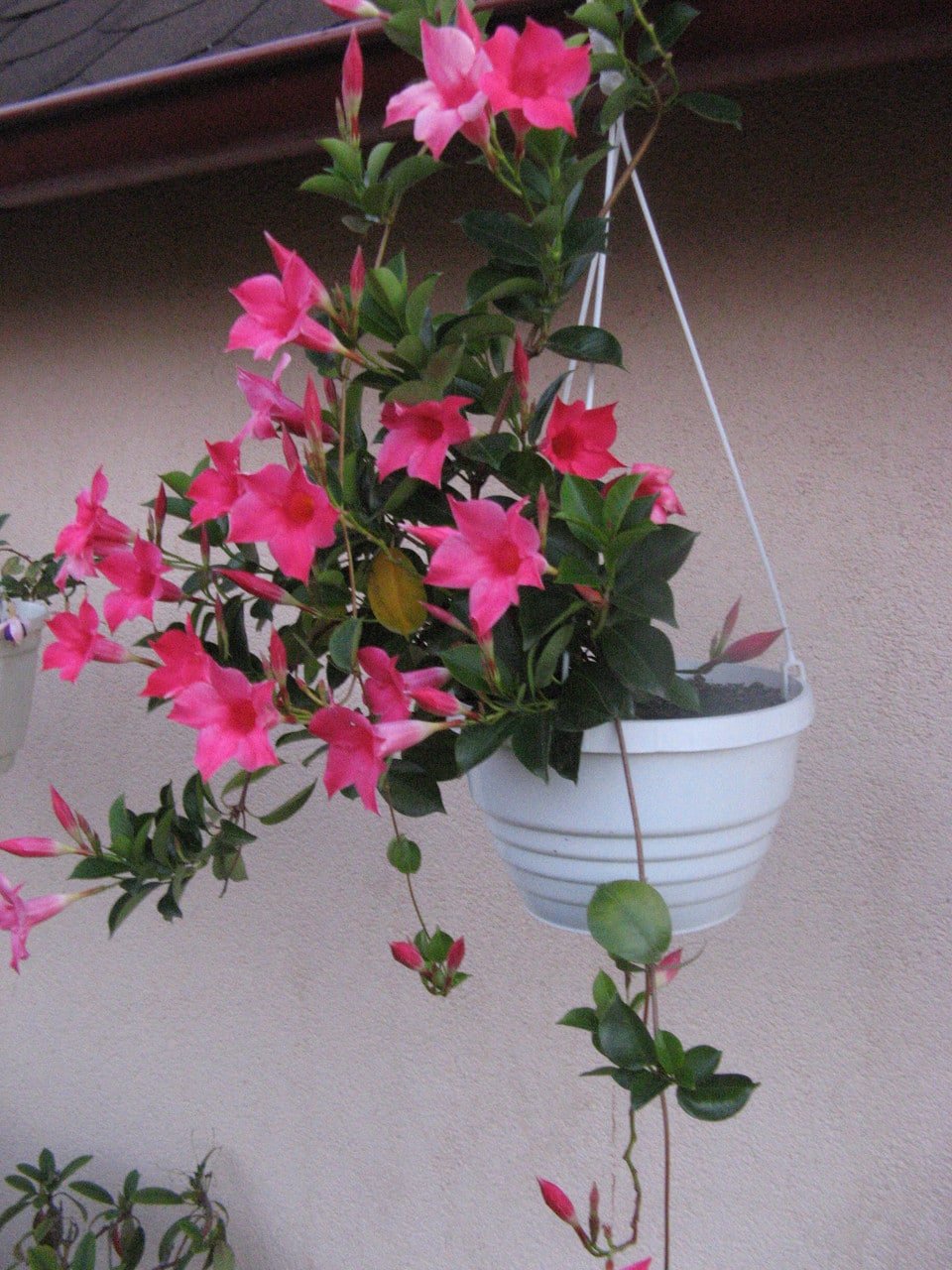 Які кімнатні рослини цвітуть 8 приголомшливих видів Які кімнатні рослини цвітуть 8 приголомшливих видів