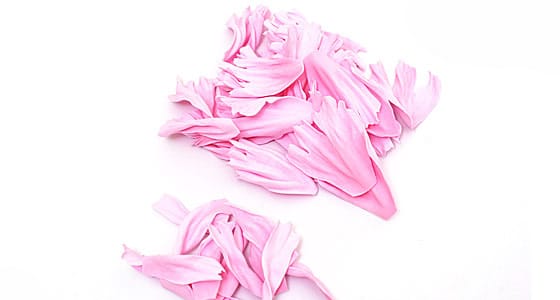 Квіти з фоамирана своїми руками: покрокова фото інструкція з описом Квіти з фоамирана своїми руками: покрокова фото інструкція з описом