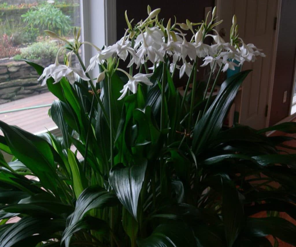 Які кімнатні рослини цвітуть 8 приголомшливих видів Які кімнатні рослини цвітуть 8 приголомшливих видів