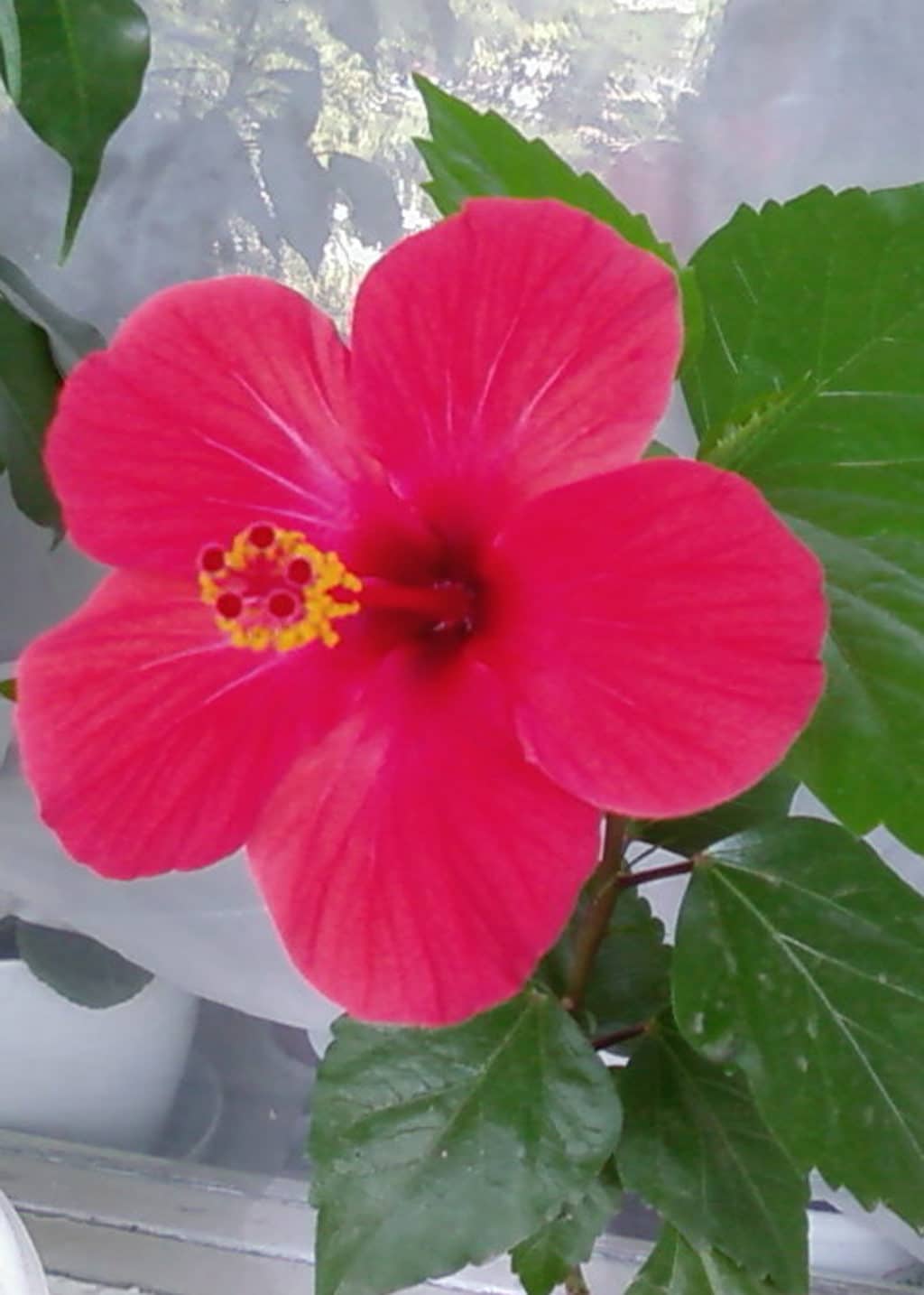 Які кімнатні рослини цвітуть 8 приголомшливих видів Які кімнатні рослини цвітуть 8 приголомшливих видів