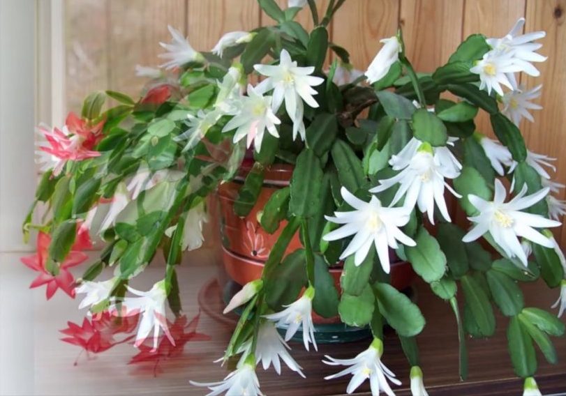 Які кімнатні рослини цвітуть 8 приголомшливих видів Які кімнатні рослини цвітуть 8 приголомшливих видів