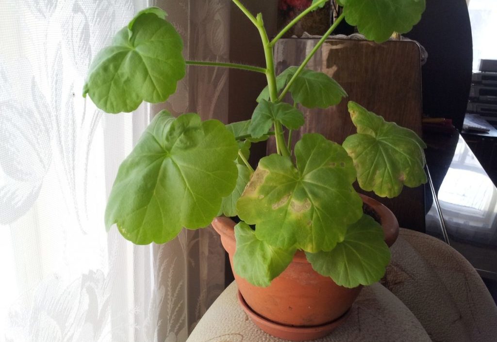 Сохнуть кімнатні рослини. Чому це відбувається і що потрібно робити