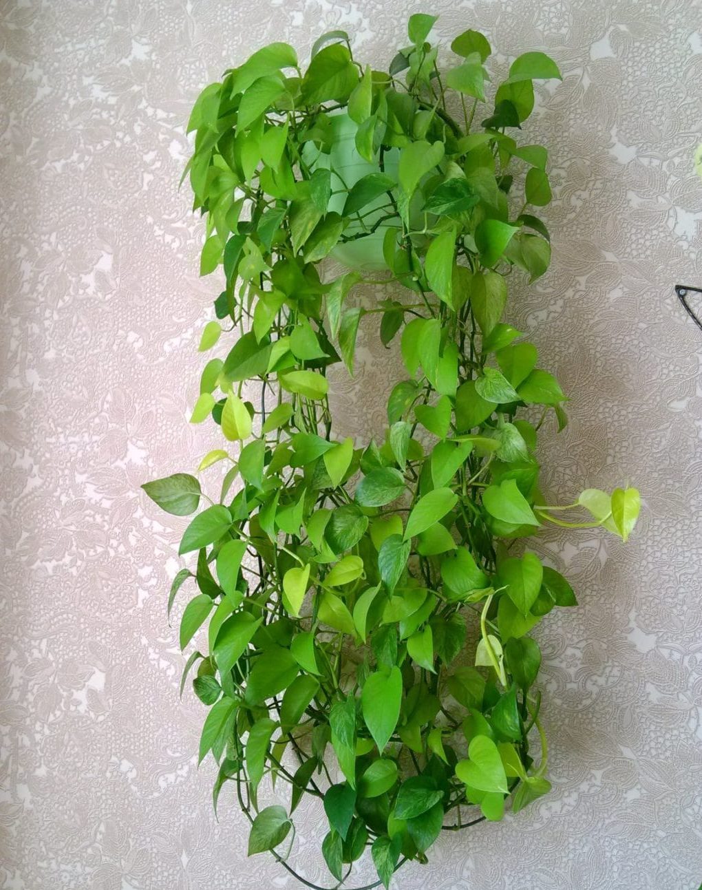 11 кімнатних рослин за якими найпростіше доглядати 11 кімнатних рослин за якими найпростіше доглядати