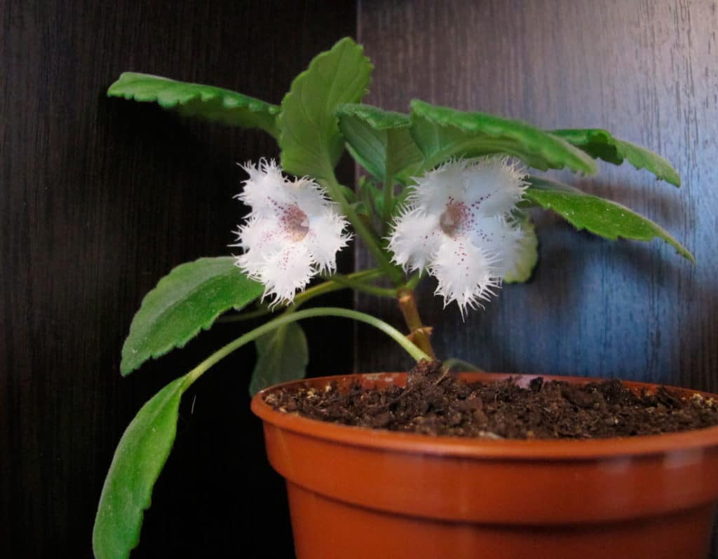 Які кімнатні рослини цвітуть 8 приголомшливих видів Які кімнатні рослини цвітуть 8 приголомшливих видів