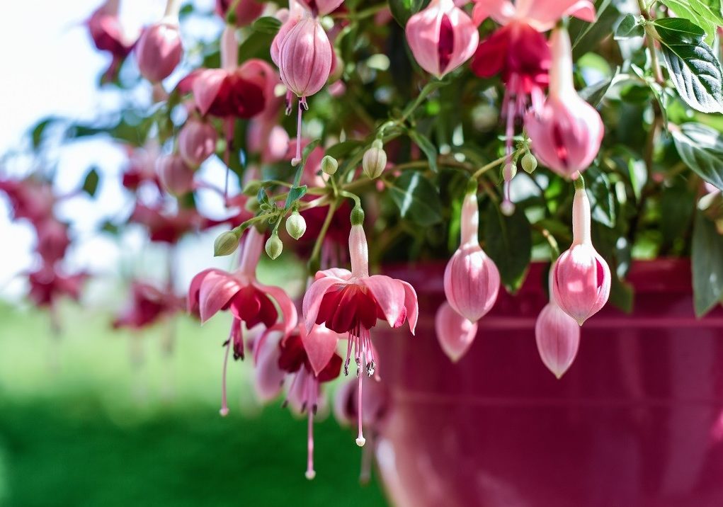 Які кімнатні рослини цвітуть 8 приголомшливих видів Які кімнатні рослини цвітуть 8 приголомшливих видів