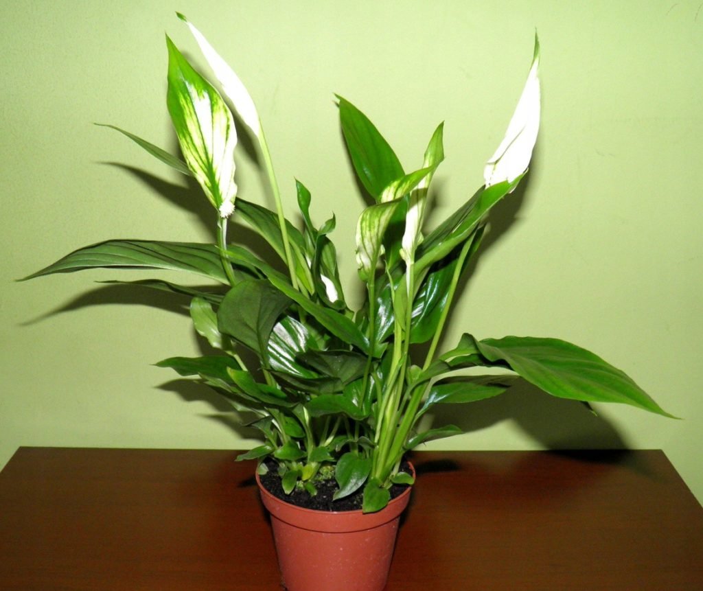 11 кімнатних рослин за якими найпростіше доглядати 11 кімнатних рослин за якими найпростіше доглядати