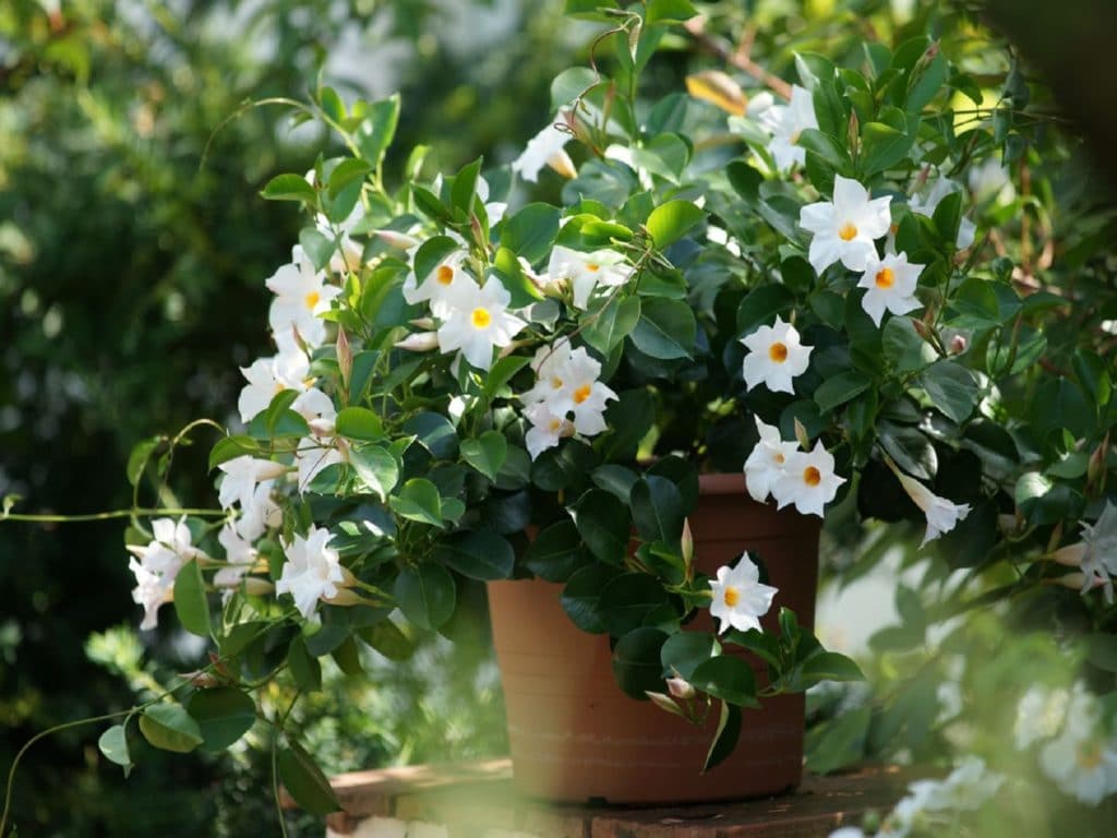 Які кімнатні рослини цвітуть 8 приголомшливих видів Які кімнатні рослини цвітуть 8 приголомшливих видів