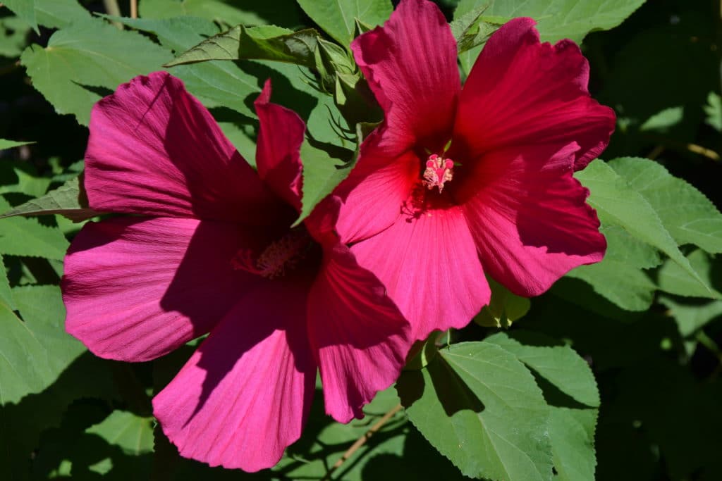 Які кімнатні рослини цвітуть 8 приголомшливих видів Які кімнатні рослини цвітуть 8 приголомшливих видів