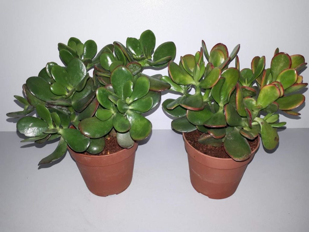 11 кімнатних рослин за якими найпростіше доглядати 11 кімнатних рослин за якими найпростіше доглядати