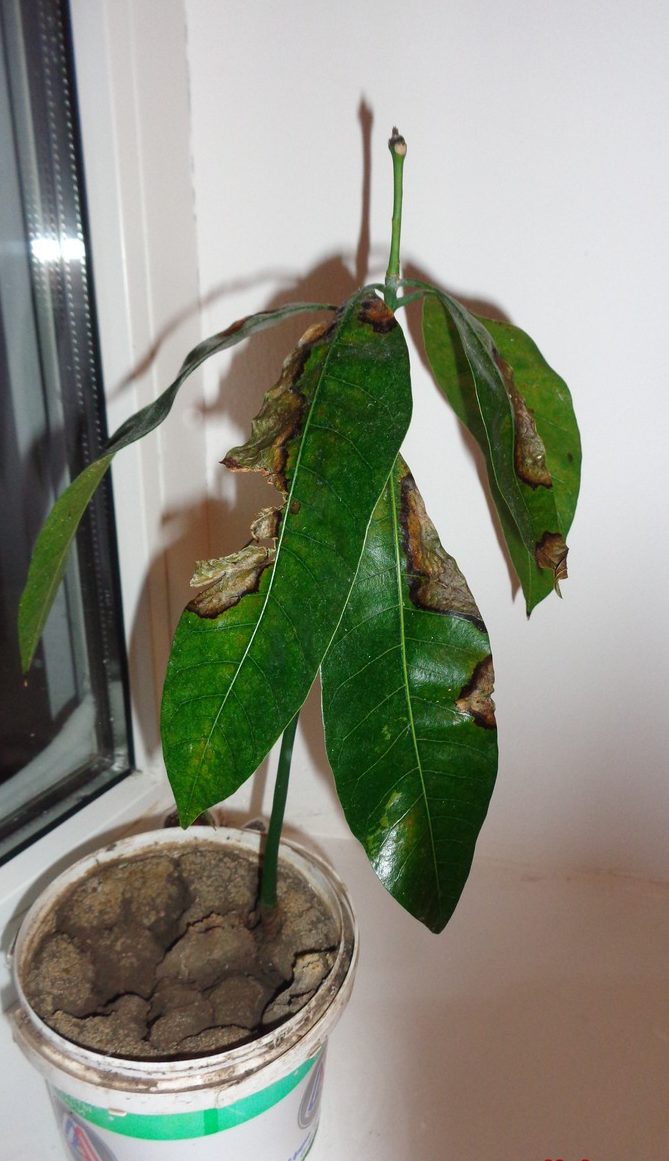 Сохнуть кімнатні рослини. Чому це відбувається і що потрібно робити