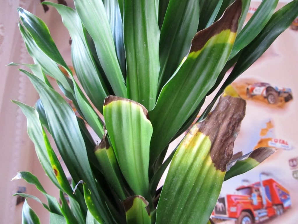 Сохнуть кімнатні рослини. Чому це відбувається і що потрібно робити