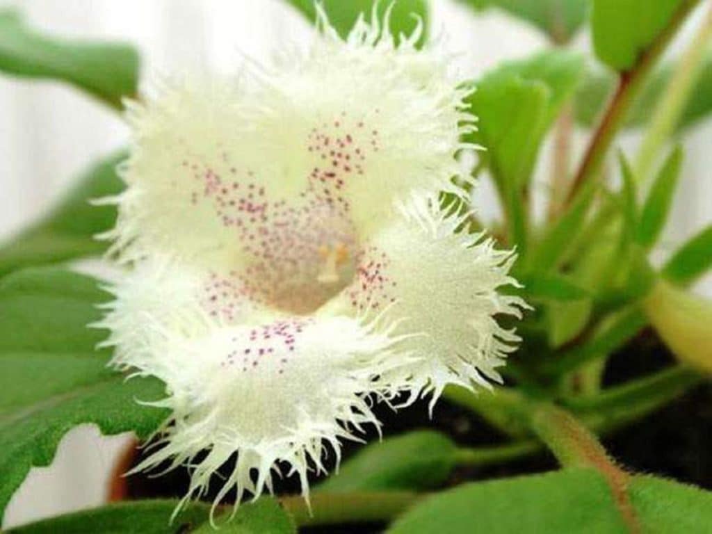 Які кімнатні рослини цвітуть 8 приголомшливих видів Які кімнатні рослини цвітуть 8 приголомшливих видів